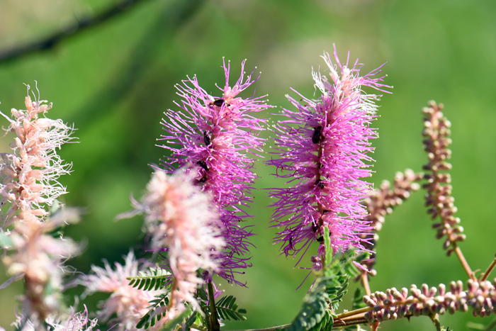 Velvetpod Mimosa flowers are on a short cylindrical plume inforescence. The showy flowers, up to 2 (50 mm) inches long, range from pink to magenta. As shown in the photo the flowers fade from pinkish or purple to white. Mimosa dysocarpa